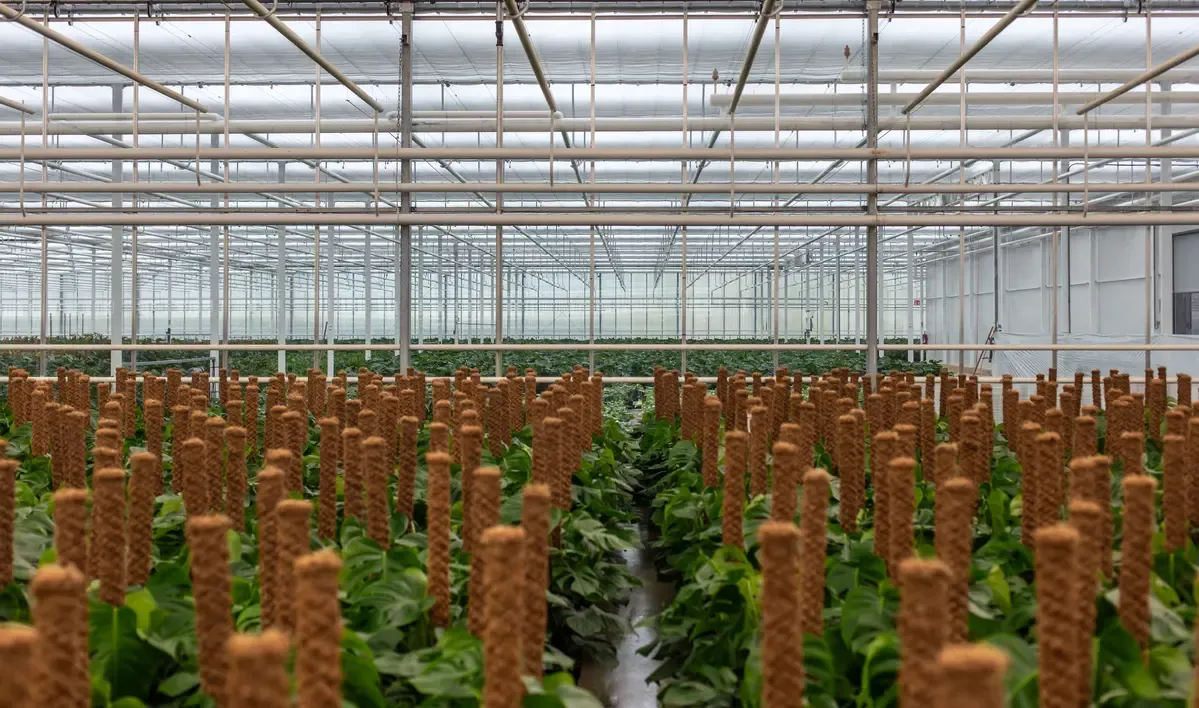 Greenhouse nursery of indoor plants